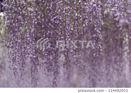 Bone Hatano wisteria 114492053