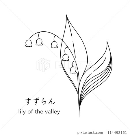 Simple monochrome line drawing of lily of the valley 03 114492161