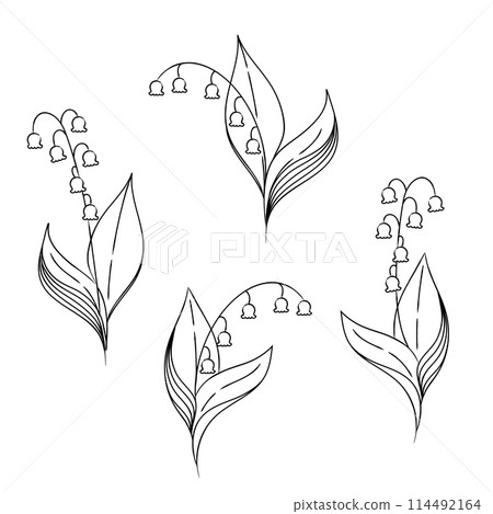 Lily of the valley simple monochrome line drawing illustration set 04 114492164