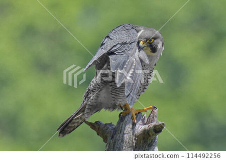 Adult Peregrine Falcon preening on a tree branch 114492256