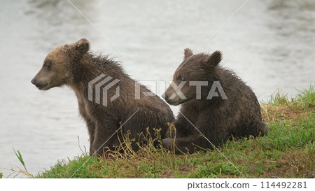 Two brown bear cubs playing 114492281