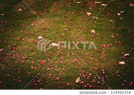Flower leaves in summer 114492354