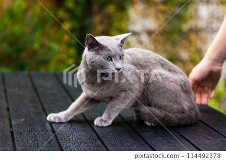 British Shorthair blue cat lying and sitting on wooden table in green garden. 114492378