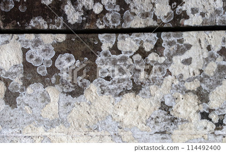 Lichen growing on stone. Mold stains on the wall. Old stone covered with lichen and moss. Dirty texture background with fungus or mold on stone surface 114492400