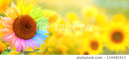 To be yourself, to be unique. Not like most. A field of yellow sunflowers and one colorful sunflower. Individuality, stand out from crowd, creative idea, be a different, independence concept 114492411