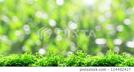 Fresh green and bokeh background 114492427