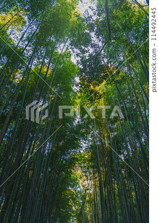 京都嵐山竹林小徑 京都嵐山竹林小徑 114492445