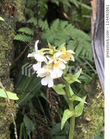 Plants seen on Mount Kinabalu in Malaysia 114492661