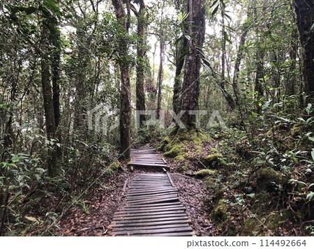 Hiking trail on Mount Kinabalu in Malaysia 114492664