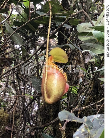 馬來西亞基納巴盧山上看到的豬籠草 馬來西亞基納巴盧山上看到的豬籠草 114492670