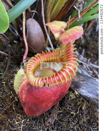 馬來西亞基納巴盧山上發現的天鵝絨豬籠草 馬來西亞基納巴盧山上發現的天鵝絨豬籠草 114492672