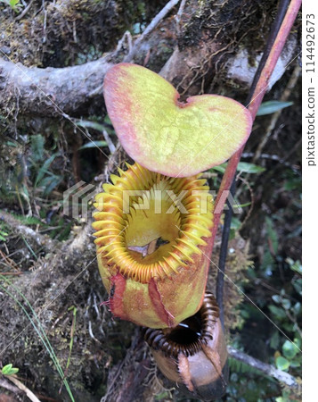 A velvet pitcher plant seen on Mount Kinabalu in Malaysia 114492673