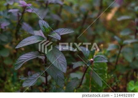 Beautiful peppermint plants with dark purple hues. Natural oils for the manufacture of medicines for the treatment of the human respiratory system and aromatherapy 114492897