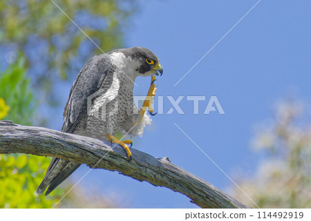 An adult Peregrine Falcon comfortably scratches its head on a tree branch An adult Peregrine Falcon comfortably scratches its head on a tree branch 114492919