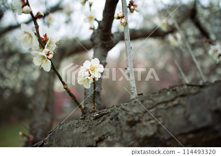 White plum and buds White plum and buds 114493320
