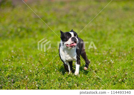 Mighty the Boston terrier playing happily among the flowers. 114493340
