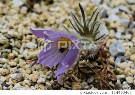 白頭翁(Pulsatilla patens),白頭翁屬植物,其花瓣和葉子上覆蓋著柔軟的絨毛,具有美麗的紫色花瓣。 白頭翁(Pulsatilla patens),白頭翁屬植物,其花瓣和葉子上覆蓋著柔軟的絨毛,具有美麗的紫色花瓣。 114493463