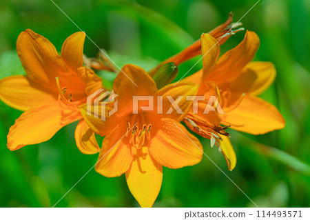 Cape Tour Course 114493571