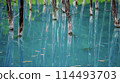 Blue Pond of Biei Hokkaido 114493703