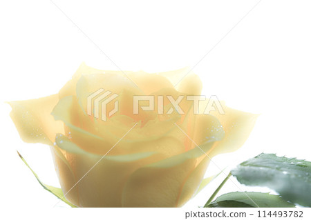 黃玫瑰 114493782