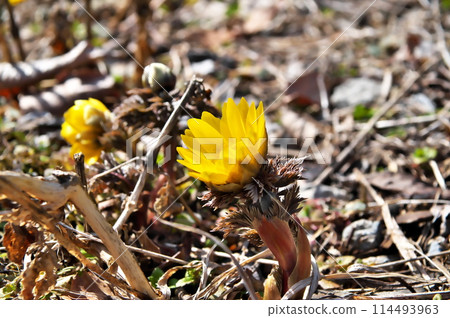 Fukuju So Fukuzukusu 114493963