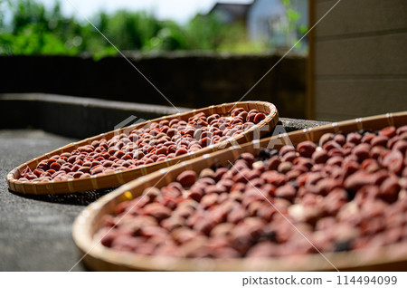 Umeboshi曬乾的魷魚 114494099