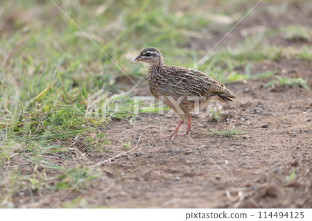 Kaminaga sako 114494125