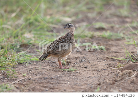 Kaminaga sako 114494126