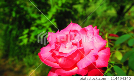 風景與一朵粉紅色的玫瑰花 風景與一朵粉紅色的玫瑰花 114494340
