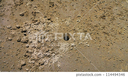 Scenery of crabs living on the beach 114494346