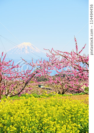桃花、桃園和富士山 114494456