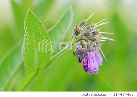 Comfrey 114494462