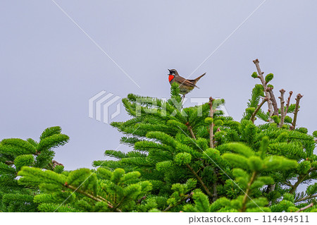 紅喉歌鴝 114494511