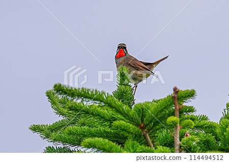 紅喉歌鴝 紅喉歌鴝 114494512