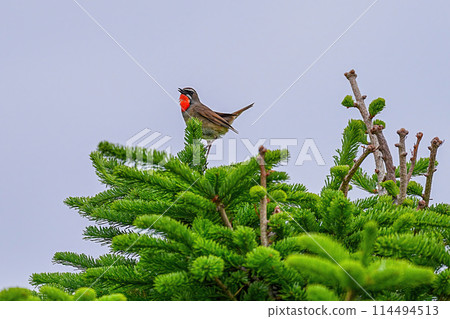 紅喉歌鴝 紅喉歌鴝 114494513