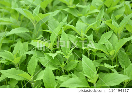 菊芋的嫩葉 菊芋的嫩葉 114494517