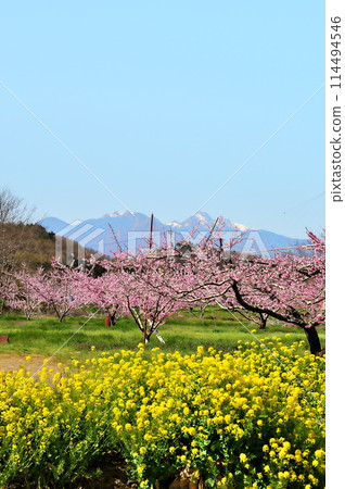 桃花和南阿爾卑斯山 114494546