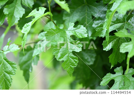 Young mulberry leaves in early summer Young mulberry leaves in early summer 114494554