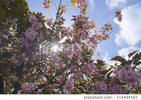Double-flowered cherry blossoms at Kikuna Sakurayama Park in Yokohama, Kanagawa Prefecture, Japan, cherry blossoms, Satozakura, Kikuna, Kikuna Sakurayama Park, park, Yokohama 114494565