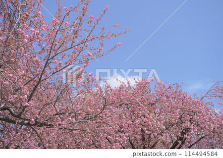 日本, 神奈川縣, 橫濱市, 菊名櫻山公園, 雙櫻花, 櫻花, 裡櫻, 裡櫻, 菊名, 菊名櫻山公園, 公園, 邊 日本, 神奈川縣, 橫濱市, 菊名櫻山公園, 雙櫻花, 櫻花, 裡櫻, 裡櫻, 菊名, 菊名櫻山公園, 公園, 邊 114494584