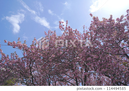 日本, 神奈川縣, 橫濱市, 菊名櫻山公園, 雙櫻花, 櫻花, 裡櫻, 裡櫻, 菊名, 菊名櫻山公園, 公園, 邊 日本, 神奈川縣, 橫濱市, 菊名櫻山公園, 雙櫻花, 櫻花, 裡櫻, 裡櫻, 菊名, 菊名櫻山公園, 公園, 邊 114494585