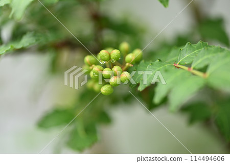Blue fruits of Japanese pepper 114494606