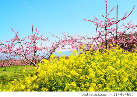 桃子花和油菜花 114494695