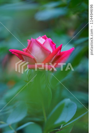 紅白二色玫瑰愛心1個 紅白二色玫瑰愛心1個 114494696