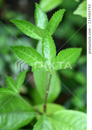 Young leaves of Senryo (Chinese lantern plant) 114494743