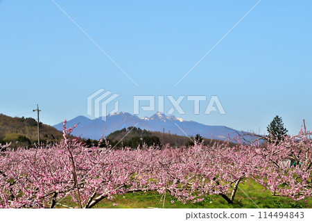 Peach blossoms and Yatsugatake Peach blossoms and Yatsugatake 114494843