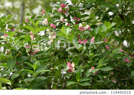 錦Deutsuki的花(錦Soragi) 錦Deutsuki的花(錦Soragi) 114495018