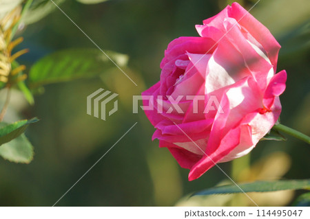 紅白玫瑰 Rose Gojal 3 紅白玫瑰 Rose Gojal 3 114495047