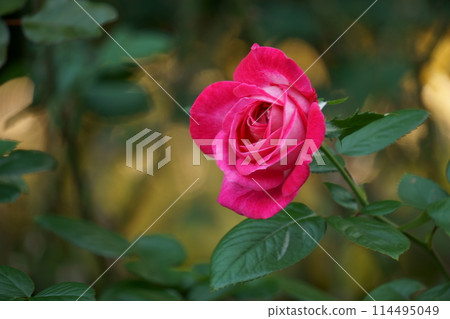 紅白玫瑰 Rose Gojal 2 紅白玫瑰 Rose Gojal 2 114495049