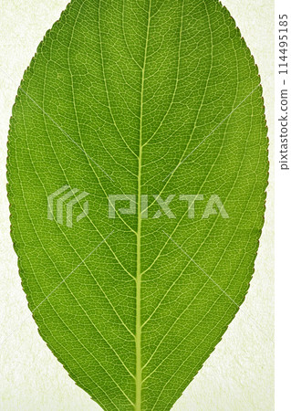 Young leaves and veins of Deutzia japonica 114495185